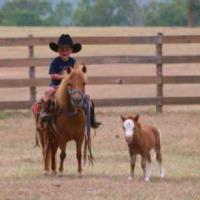 Horse Fencing Guys image 1